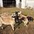 Sheep 1 thumbnail