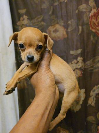 Chihuahua mix, Born Oct. 11th Rehoming Fee 1