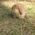 Holland Lop Rabbits 3 thumbnail