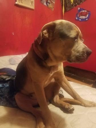 Free to good home with land (Gouverneur)63697816709251123