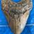 Fossil Shark Tooth Sale Every Day from 1-5pm in Turlock 5 thumbnail