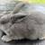 silver fox rabbits 2 thumbnail
