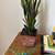 Indoor Plants 4 thumbnail