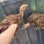 2 mixed turkeys 1 thumbnail