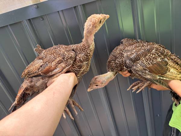 2 mixed turkeys 1