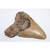 Fossil Shark Tooth Sale Every Day from 1-5pm in Turlock 8 thumbnail