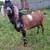 Nubian buck 1 thumbnail