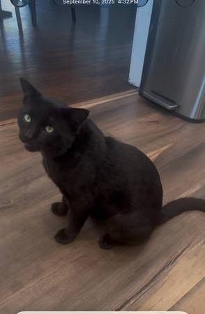 Gato negro perdido (Santa Barbara)