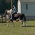 Gentle trail riding mare 6 thumbnail