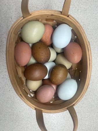 Hatching Eggs/Fertile Eggs 1