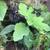 Celeste Fig Tree Live Plant 6 thumbnail