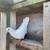 Pigeons 6 thumbnail