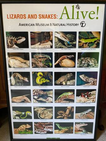 Lizards & Snakes Alive!  Framed Picture - Mint Condition 1
