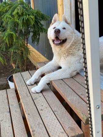 Los Akitas necesitan un nuevo hogar debido a un traslado (Corydon)63671573180033121