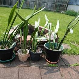 $10 any size Potted SNAKE PLANTS Big 36" - 24" (3 available 1