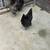 Chickens 2 thumbnail