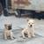 Rehoming puppies 12 thumbnail