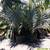 Bismarckia nobilis Palms ///// Bismarck's Palm --- 5/15/20/25 gallon 19 thumbnail
