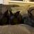 Bunnies mix breed. 1 thumbnail