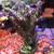 Coral SPS Frags & Mini Colonies - WYSIWYG - Acros, Montis !! 5 thumbnail