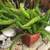 Large healthy asparagus fern plant in a pretty glazed pot 2 thumbnail