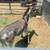 Mini donkeys 3 thumbnail