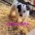 Border Collie X Australian Shepherd 10 thumbnail