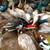 Peafowl Peacocks Peahens Peachicks! 13 thumbnail