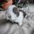 Holland lops 2 thumbnail