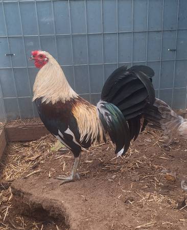 gallos/Roosters/Gamefowl 1