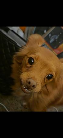 Female Pomchi Spayed 1