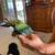 Parrot 4 thumbnail