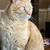 Missing Orange Cat 1 thumbnail