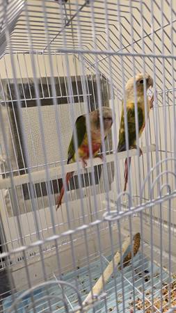 I need to rehome my green cheek conure 1