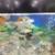 Koi re homing 6 thumbnail