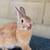 ** PUREBRED Netherland Dwarf Bunnies ** Mixed Rabbits Available 23 thumbnail