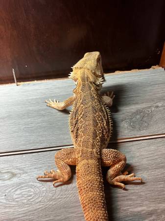 Pet (Aurora)63679675132675120