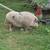 Pig 2 thumbnail