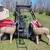 Deer Hunters special 1 thumbnail