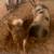 Yorkshire Hampshire piglets pigs pig 11 thumbnail
