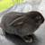 silver fox rabbits 1 thumbnail