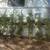 Mendozas landscaping services clean Ups weed control 2 thumbnail