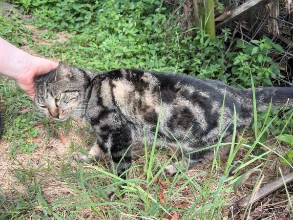 Found cat (Cocoa)63799499526019124