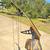 Jennings compound bow 1970s era Arrowstar mark 2 8 thumbnail
