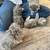 cat. / kittens 2 thumbnail