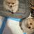 Pomeranian 3 thumbnail