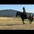 17 year old gelding 6 thumbnail