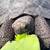 Hatching Galapagos tortoises 10 thumbnail