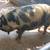 Castrated kune kune pig puerco 2 thumbnail