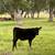 CATTLE FOR SALE 4 thumbnail
